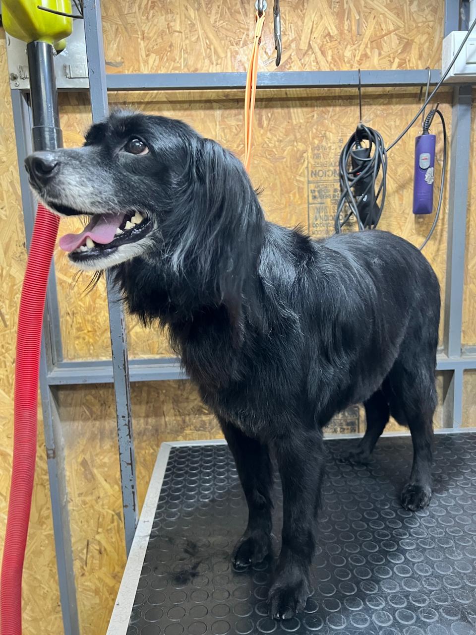 Perro recién peinado en Belleza Animal
